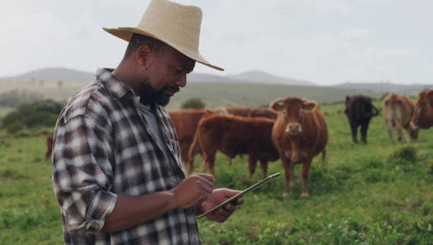 Farmer with livestock in a field